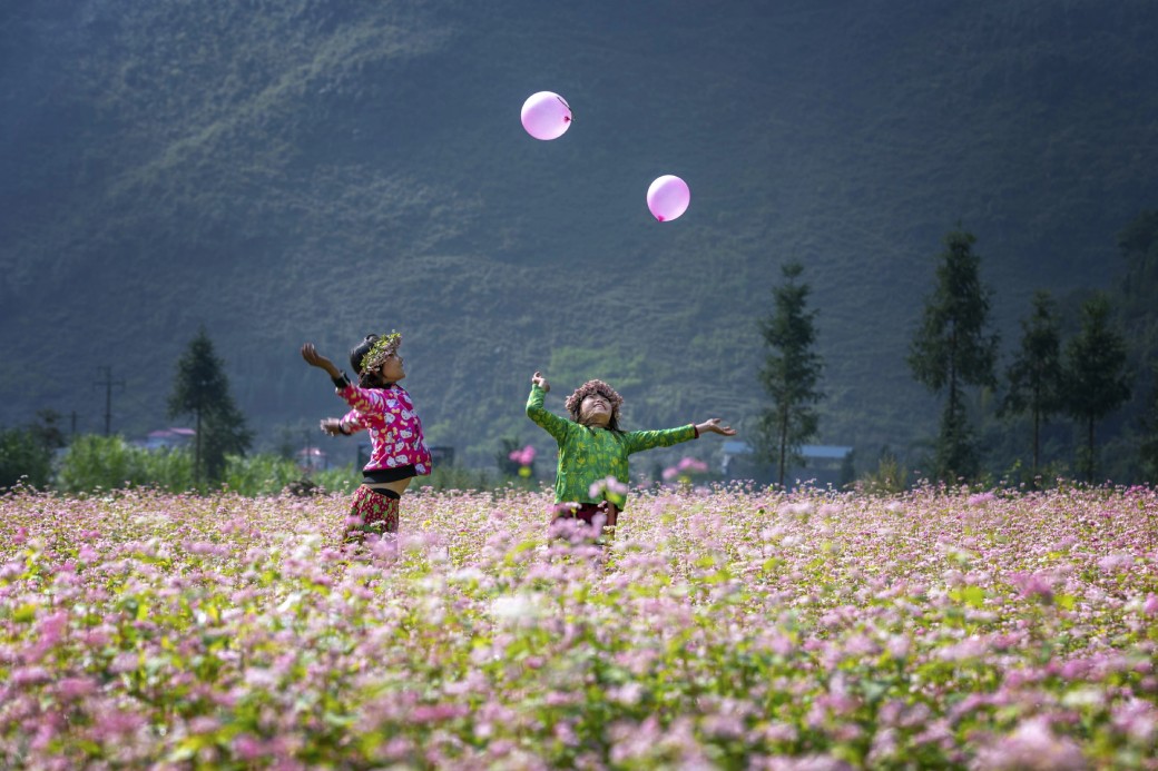Buckwheat and Mustard flower fields